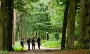 Mơ đi bộ trong rừng mùa đông là điềm gì