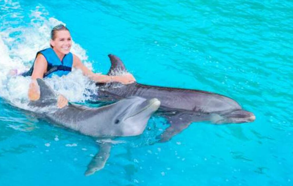 Giải mã giấc mơ: Mơ thấy đang bơi cùng cá heo có ý nghĩa gì?